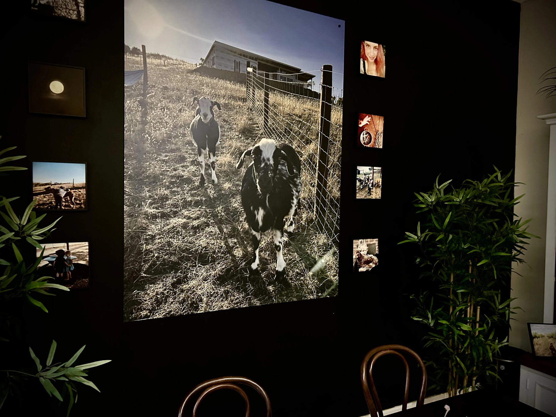 Nature's Table Cafe wall art gallery featuring farm goat photography and rustic decor